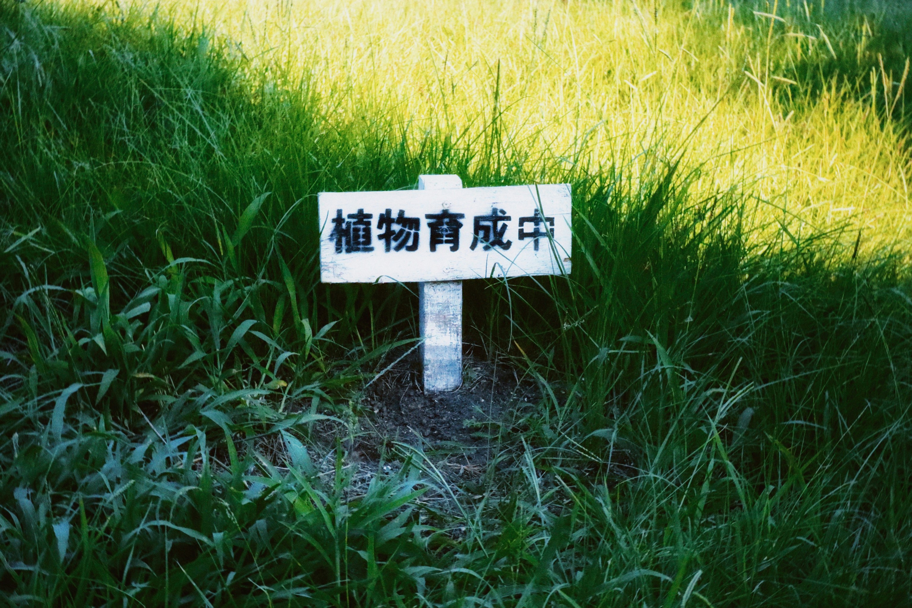 white and black wooden signage on yellow flower field